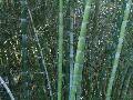 Sweetshoot Bamboo / Phyllostachys dulcis 